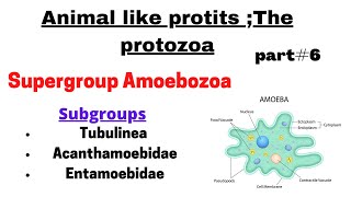 Supergroup AmoebozoaTubulinea  Entambidae Acanthamebidae Pseudopodia animal like protists [upl. by Notneiuq]