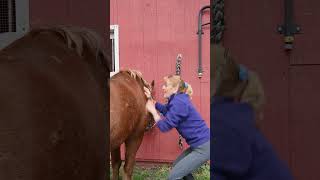 Care for horsesshortsvideos shortsvideostatus horses horseing  horsesofinstagram routine [upl. by Crotty]