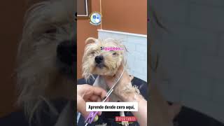 🚨 APRENDE 🚨 CURSO DE PELUQUERÍA CANINA con nosotros ✅ [upl. by Intirb122]