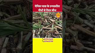 Best napier grass stick  super napier ghas ka beej  reel agriculture animalfeed [upl. by Naeroled527]