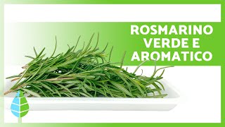 Come prendersi cura del ROSMARINO in VASO 🌿 Posizione Irrigazione e ALTRO [upl. by Learsiy]