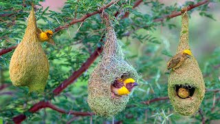 How Build Nests Baya Weavers Birds on the Trees  Vital Wildlife 4k [upl. by Marji]