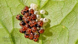 extreme macro from Halyomorpha halys stink bug eggs 1 mm find the focus [upl. by Eldredge]