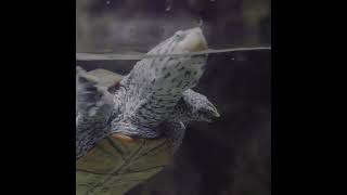 Meet the Diamondback Terrapin [upl. by Raseda329]