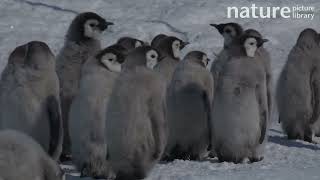 Emperor penguin Aptenodytes forsteri chick falling over Adelie Land Antarctica January [upl. by Uyr779]