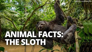 Why are sloths slow And five other sloth facts [upl. by Arelc378]