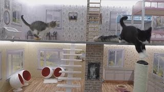 Icelandic cat reality show Keeping up with the Kattarshians [upl. by Phip360]