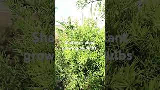 Shatavari plant easily growing by bulbs having ayurvedic medicinal properties 🌿🌹🌿viralshort garden [upl. by Eseret]