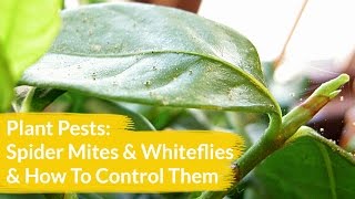 Plant Pests Spider Mites amp Whiteflies amp How To Control Them  Joy Us Garden [upl. by Eislel]