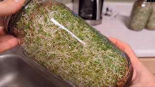 Growing Alfalfa Sprouts Jars [upl. by Cornel]