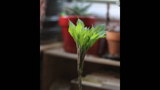 Time lapse growth of Amorphophallus Konjac [upl. by Miett]