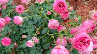 Pomponella Fairy Tale rose prolific grows large clusters of dark pink flowers with many awards [upl. by Demmy]