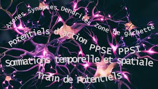 Axones  synapses  neurone efférent  sommation temporelle et spatiale  PA PPSE PPSI [upl. by Ahsita387]