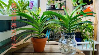 我这样养万代兰 How I grow Vanda orchids [upl. by Carlyle]