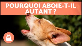 Pourquoi mon CHIEN ABOIE TOUT LE TEMPS  🐶🔊 6 Causes [upl. by Granese]