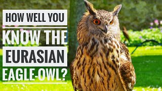 Eurasian EagleOwl  Description Characteristics and Facts [upl. by Ahsiena]