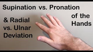 Supination vs Pronation Radial vs Ulnar Deviation of the Hand [upl. by Yahsel]