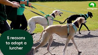 5 reasons to adopt a lurcher  Woodgreen Pets Charity [upl. by Chiles]