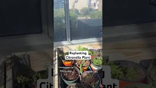 Replanting Citronella In The Garden Indoor Farm greenhouse [upl. by Siegfried]