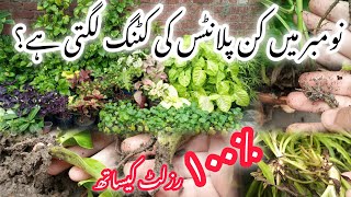 Permanent plants grow from cuttings easiest plants for beginners [upl. by Yellhsa99]