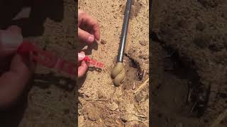 The process of emptying the sediment in the drip irrigation pipe [upl. by Clarence]