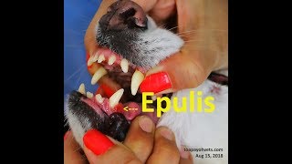 Epulis gum tumour in a 10yearold Spitz Pt 12 [upl. by Sidalg]