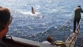 Jaws  Opening Shark Attack in 4K  Own it now on 4K UHD [upl. by Adyl806]