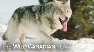 Wolves Hunt Caribou In Quebec’s Northern Forest  Wild Canadian Year [upl. by Novyert154]