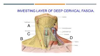 Anatomy of the neck [upl. by Rothenberg802]