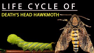 LIFE CYCLE OF DEATHS HEAD HAWK MOTH 🦋  Acherontia styx [upl. by Ryon]