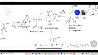 shikimic acid pathway [upl. by Eniksre408]