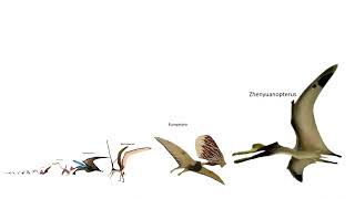 Size Comparison of Pterosaurs [upl. by Trebreh]