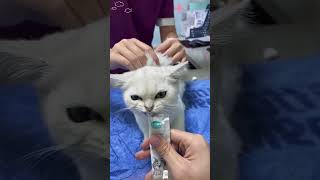 Paws Up Needles Down Cats Vaccine Drama💉🙀🤣funnyanimal funnyvideo funny cat viralvideo [upl. by Juliano595]