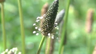 Smalle Weegbree Plantago lanceolata [upl. by Liban352]