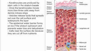 Keratinocytes [upl. by Werd592]