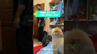 Emotional Reunion Dad Surprised by Adorable Puppy shorts cutepuppy [upl. by Base399]