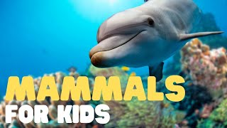 Learn all About mammals  Mammals names in English English vocabulary  top ten mammals [upl. by Judsen244]