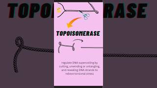 topoisomerase vs helicase enzyme dna dnareplication biology [upl. by Orhtej]