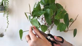 How to propagate philodendrons [upl. by Grimbald]