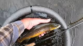 Euro nymphing for trout on the Welsh Dee [upl. by Rebekah745]