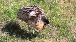 Great Bittern male song [upl. by Tavish]