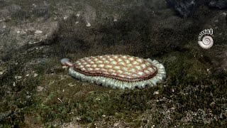 Was Kimberella the first mollusc [upl. by Lizbeth]