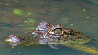 Kayaking with Crocodiles in Costa Rica [upl. by Enileme]