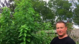 Sunn Hemp Harvest  Versatile Back Yard Garden Cover Crop [upl. by Dhu]