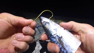 CONGER FISHING  Big baits [upl. by Ernaline]