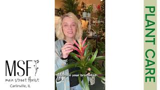 Bromeliad Care Basics [upl. by Piggy283]