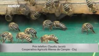 AGRO TV Agricultura la Raport  partea a IIa 11072016 [upl. by Ajam789]