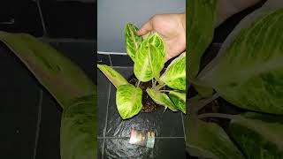 Aglaonema Big Mama aglaonemaindonesia tanamanhias aglaonemajumbo aglaonematanianlokal plants [upl. by Tommi]