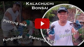 Adenium or Kalachuchi Bonsai  Planting Tips and update [upl. by Nosnah]