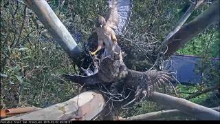 RedTail Hawk and Great Horned Owl Confrontation [upl. by Swayder]